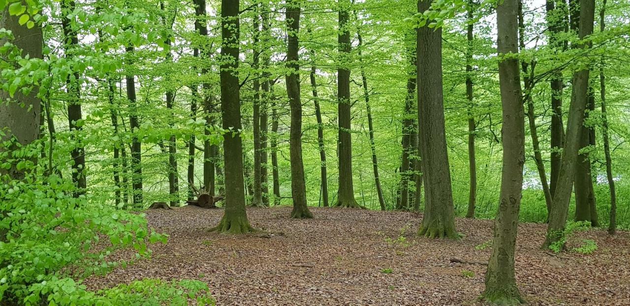 Ferienhaus Heide Bad Fallingbostel Ngoại thất bức ảnh